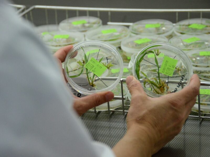 semences Limagrain souveraineté agricole