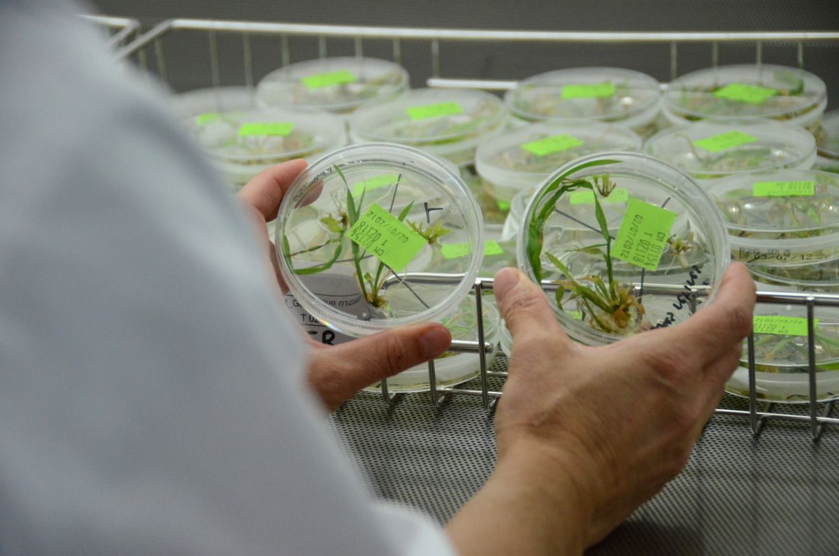semences Limagrain souveraineté agricole